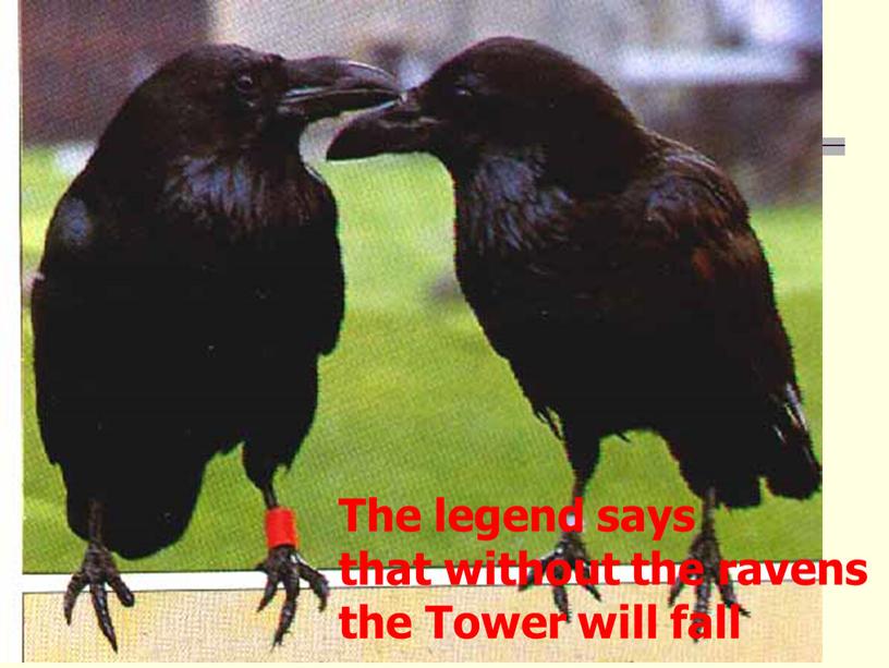 The legend says that without the ravens the