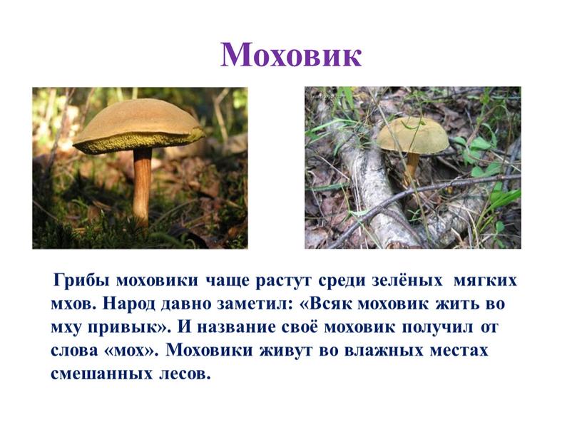 Моховик Грибы моховики чаще растут среди зелёных мягких мхов