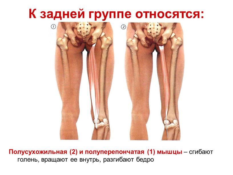 К задней группе относятся: Полусухожильная (2) и полуперепончатая (1) мышцы – сгибают голень, вращают ее внутрь, разгибают бедро