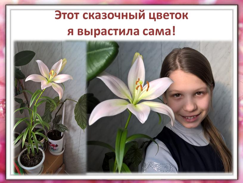 Этот сказочный цветок я вырастила сама!