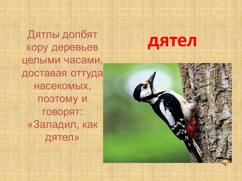 Дятлы долбят кору деревьев целыми часами, доставая оттуда насекомых, поэтому и говорят: «Заладил, как дятел»