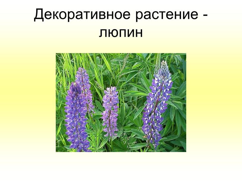 Декоративное растение - люпин