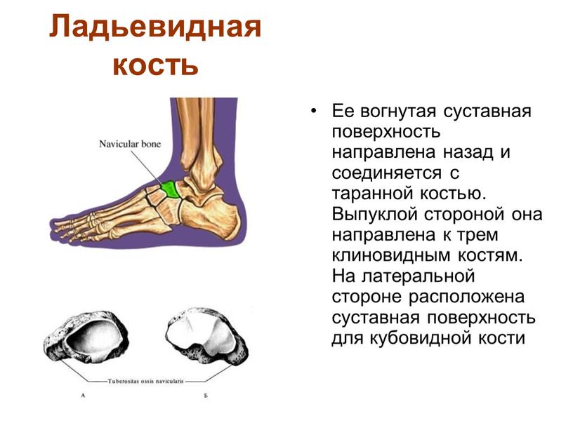 Ладьевидная кость Ее вогнутая суставная поверхность направлена назад и соединяется с таранной костью