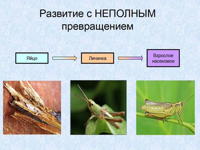 Презентация к уроку биологии 7 класс по теме "Типы развития насекомых"