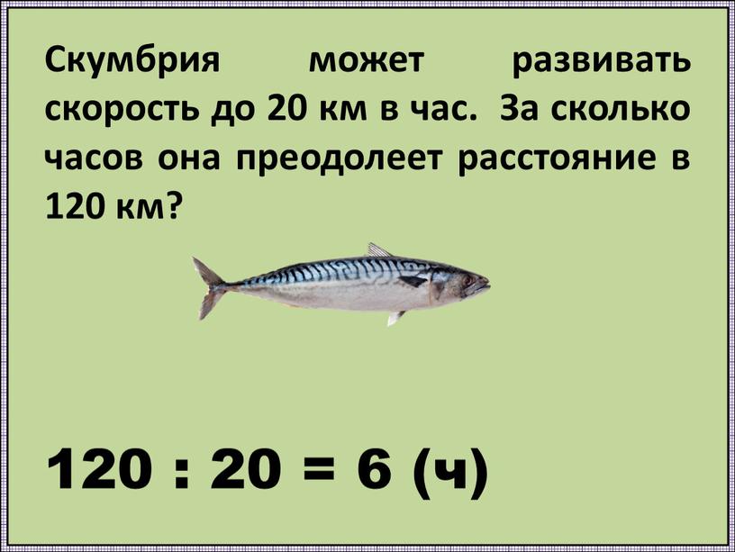 Скумбрия может развивать скорость до 20 км в час