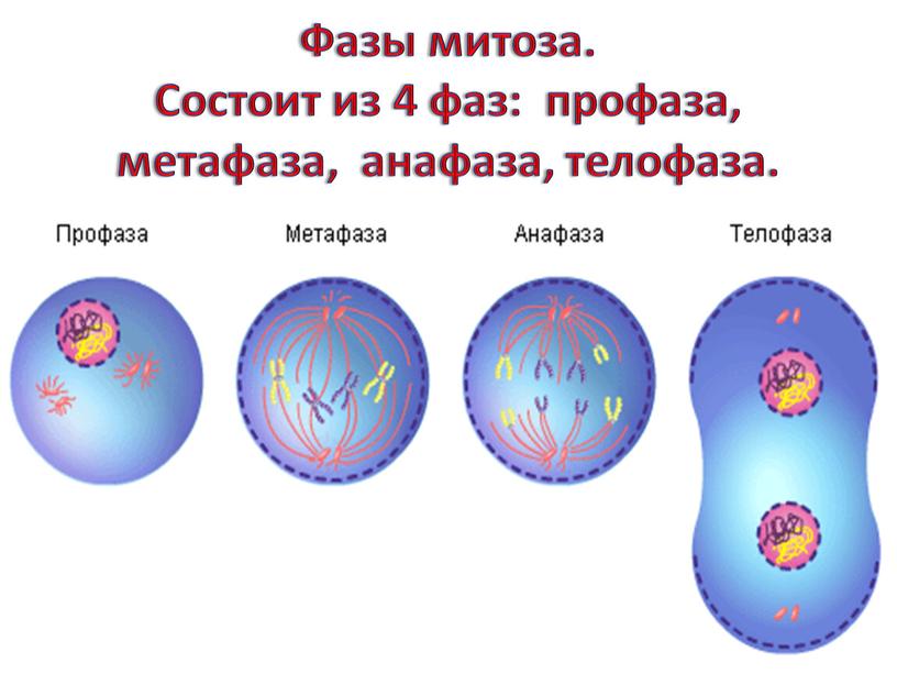 Фазы митоза. Состоит из 4 фаз: профаза, метафаза, анафаза, телофаза