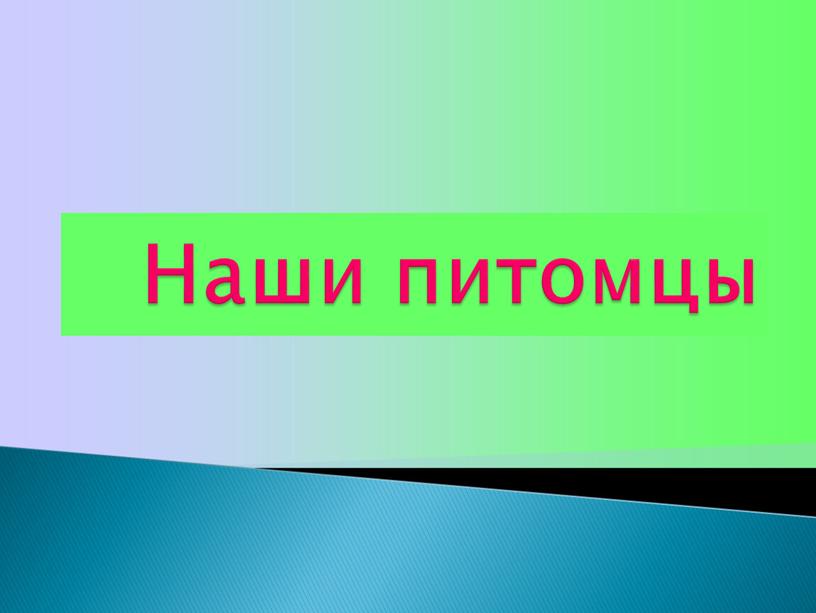 Наши питомцы