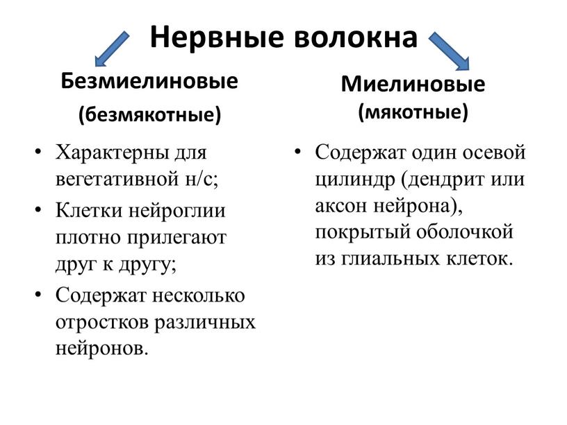 Нервные волокна Безмиелиновые (безмякотные)