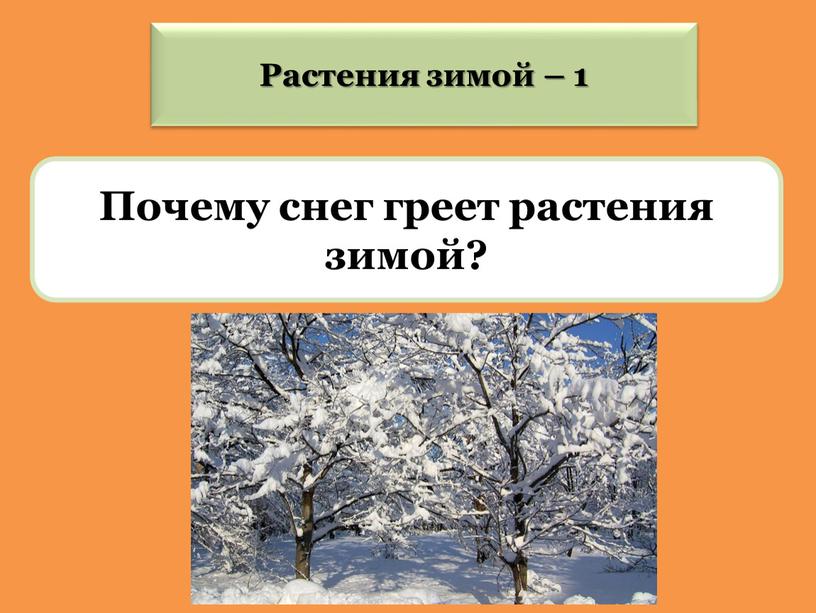 Почему снег греет растения зимой?