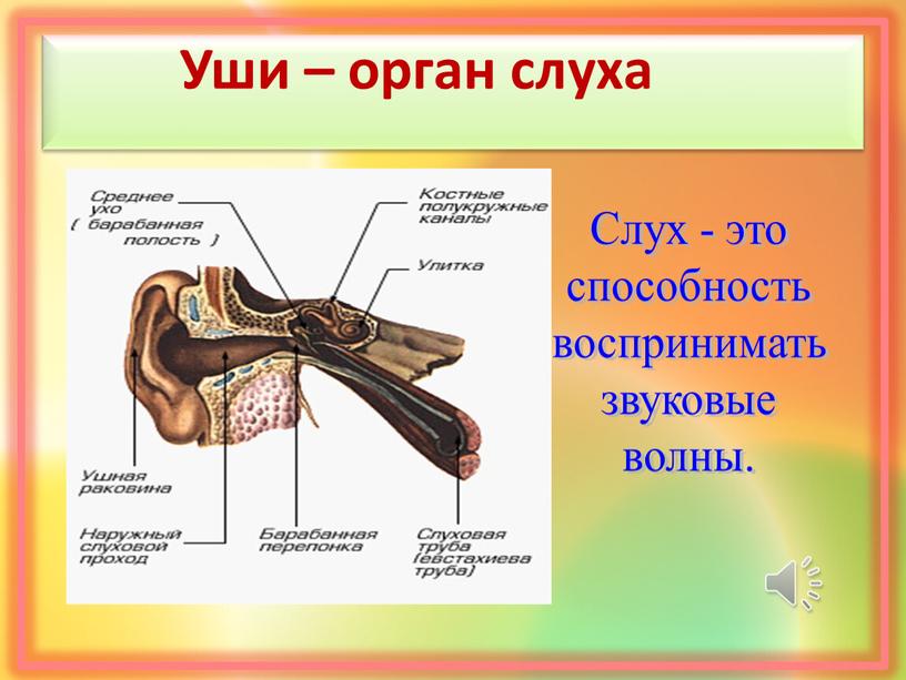 Уши – орган слуха Слух - это способность воспринимать звуковые волны