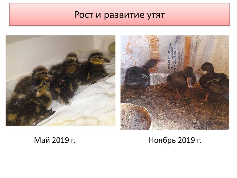 Май 2019 г. Ноябрь 2019 г. Рост и развитие утят