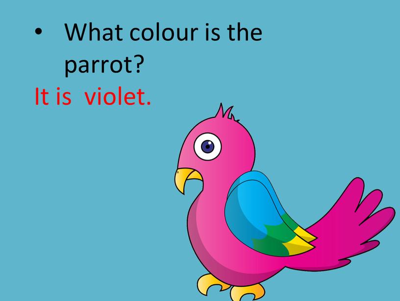 What colour is the parrot? It is violet