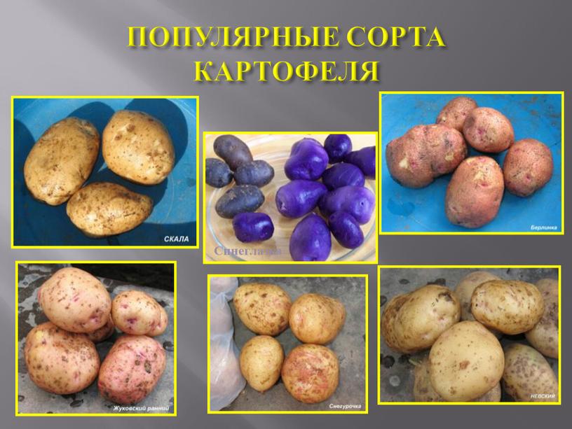 ПОПУЛЯРНЫЕ СОРТА КАРТОФЕЛЯ Синеглазка