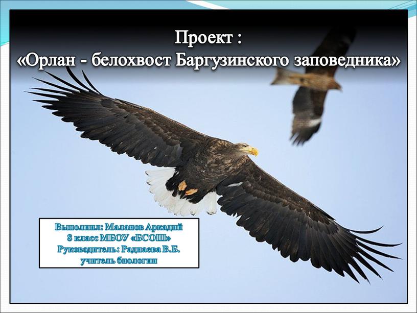 Проект : «Орлан - белохвост Баргузинского заповедника»
