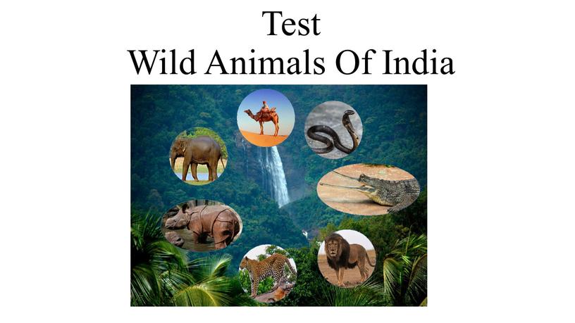 Test Wild Animals Of India