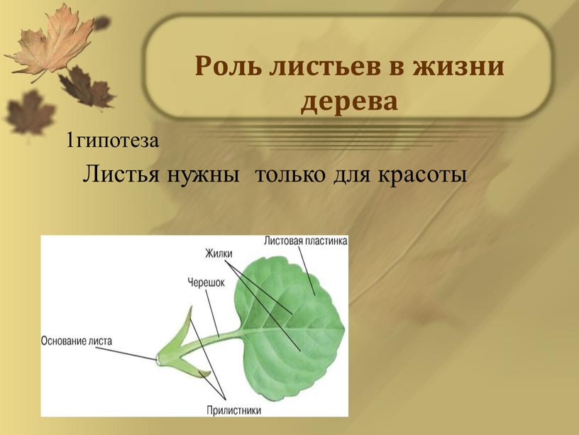 Роль листьев в жизни дерева 1гипотеза