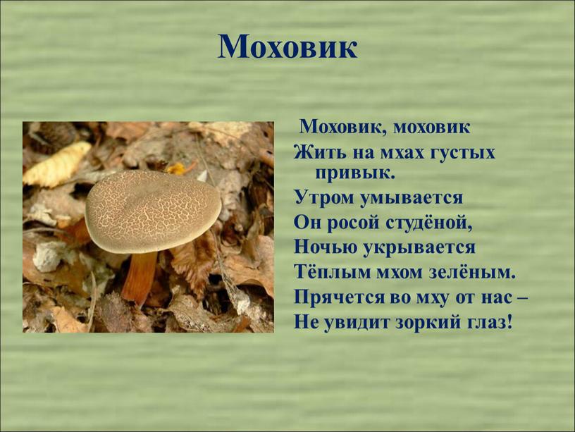 Моховик Моховик, моховик Жить на мхах густых привык