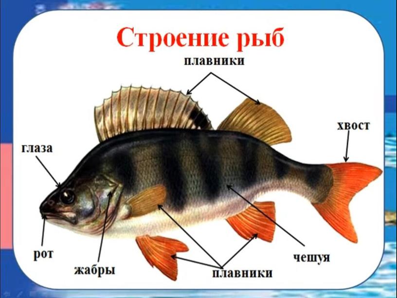 Презентация к уроку окружающего мира «Мир животных.Рыбы».