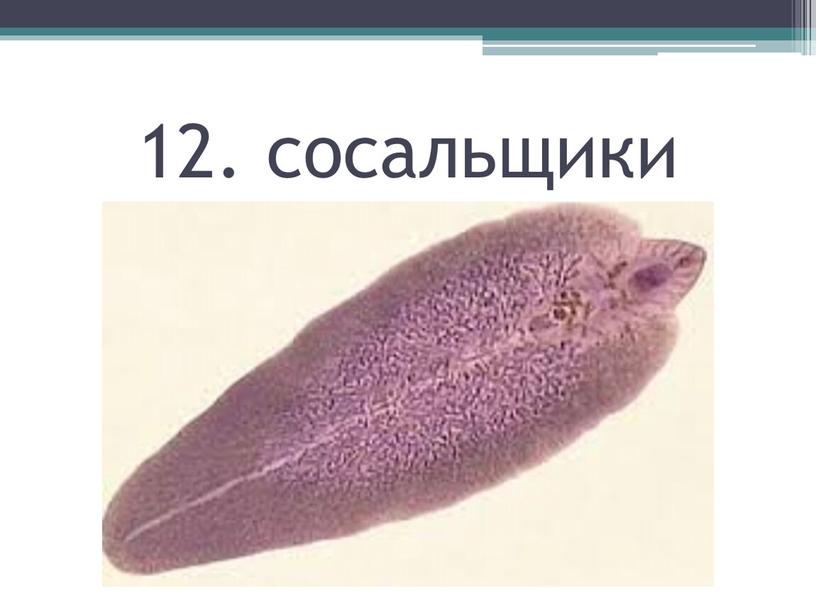 12. сосальщики