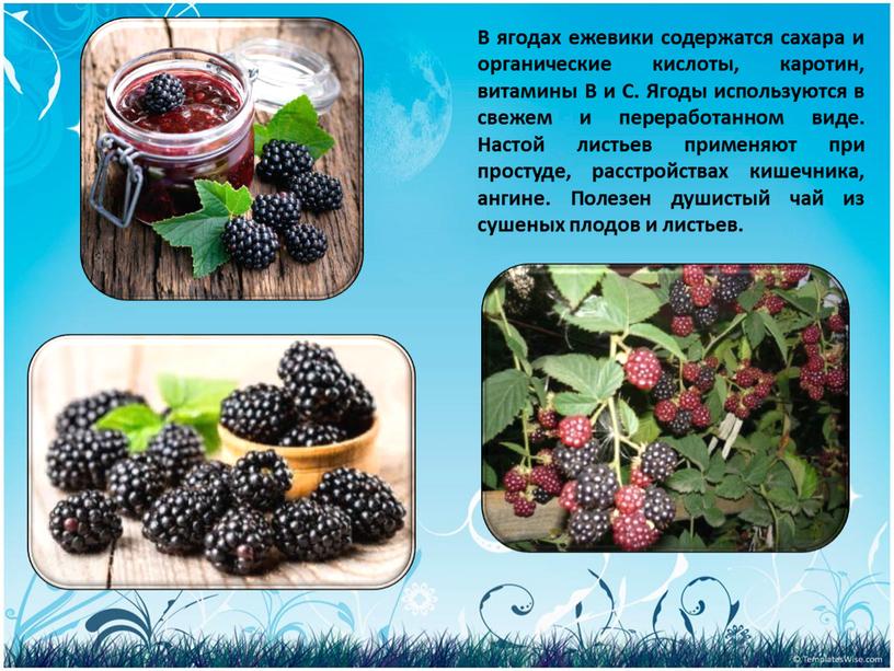 В ягодах ежевики содержатся сахара и органические кислоты, каротин, витамины