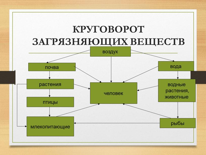 КРУГОВОРОТ ЗАГРЯЗНЯЮЩИХ ВЕЩЕСТВ воздух вода водные растения, животные рыбы почва растения птицы млекопитающие человек