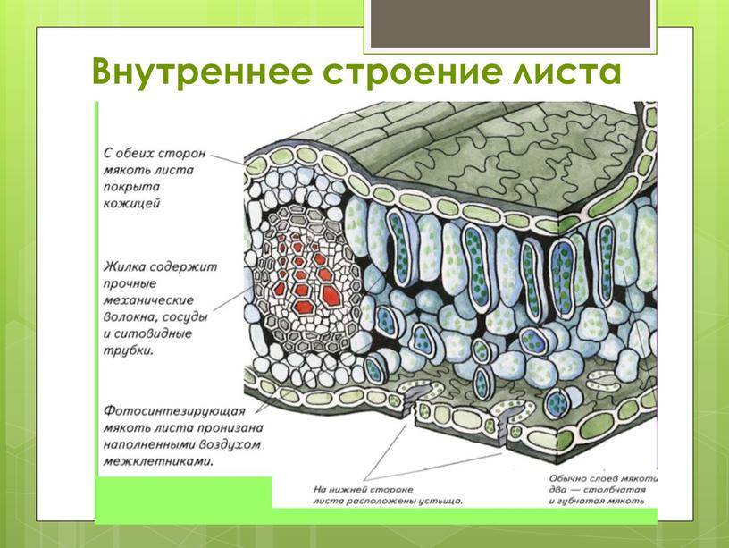 Внутреннее строение листа