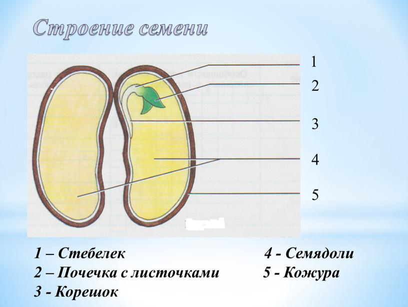 Строение семени 1 2 3 4 5 1 – Стебелек 4 -