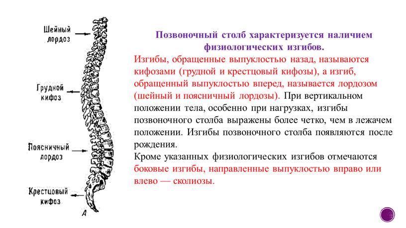 Позвоночный столб характеризуется наличием физиологических изгибов