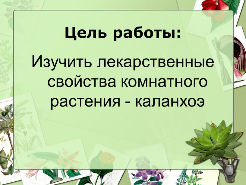 Цель работы: Изучить лекарственные свойства комнатного растения - каланхоэ