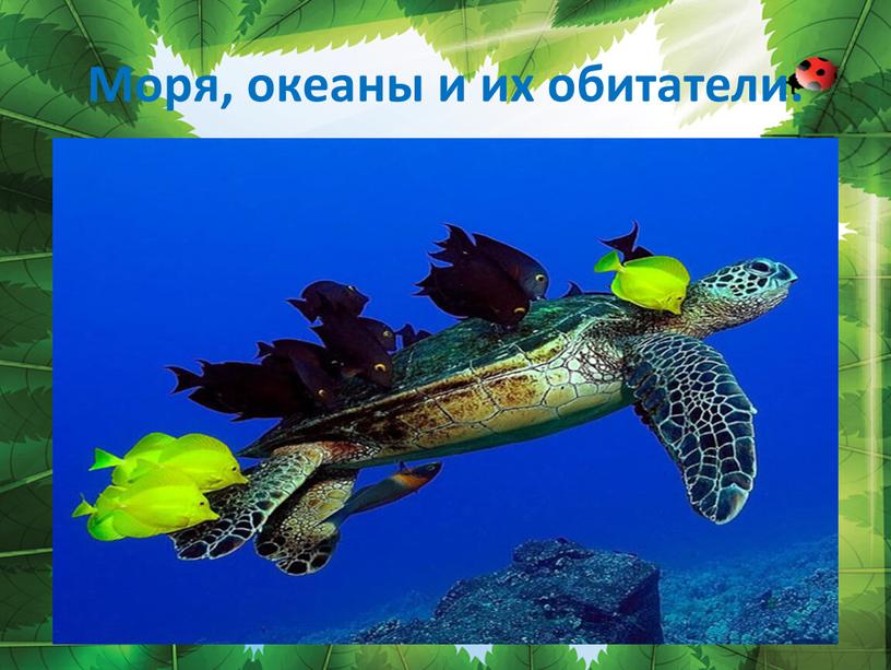 Моря, океаны и их обитатели.