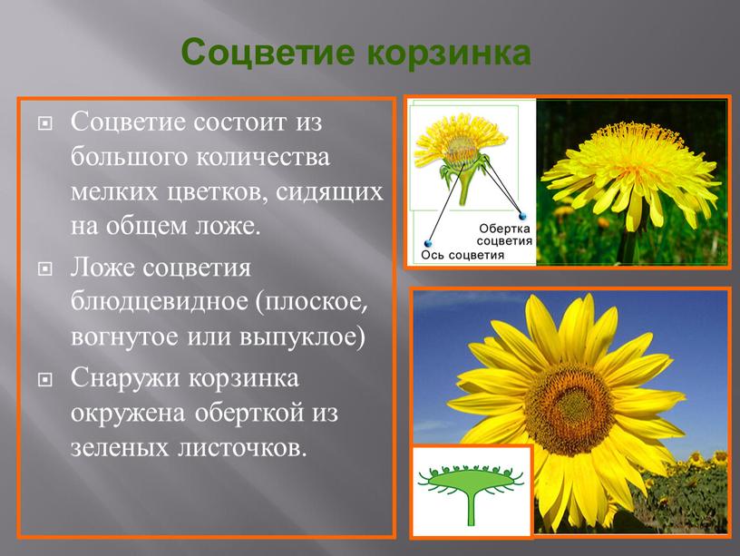 Соцветие корзинка Соцветие состоит из большого количества мелких цветков, сидящих на общем ложе