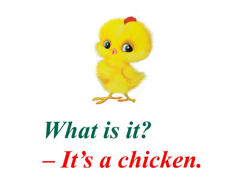 What is it? – It’s a chicken.