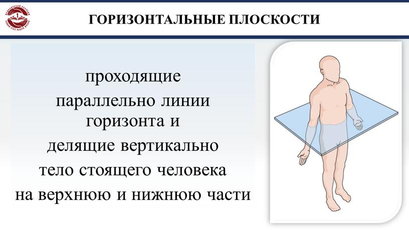 ГОРИЗОНТАЛЬНЫЕ ПЛОСКОСТИ проходящие параллельно линии горизонта и делящие вертикально тело стоящего человека на верхнюю и нижнюю части