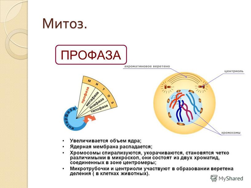 Митоз.