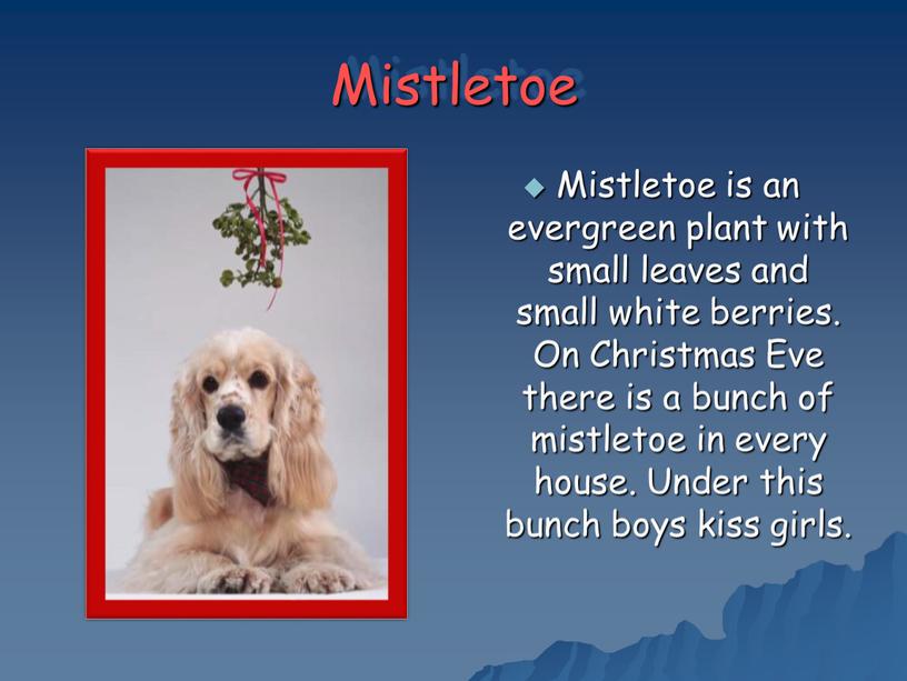 Mistletoe Mistletoe is an evergreen plant with small leaves and small white berries