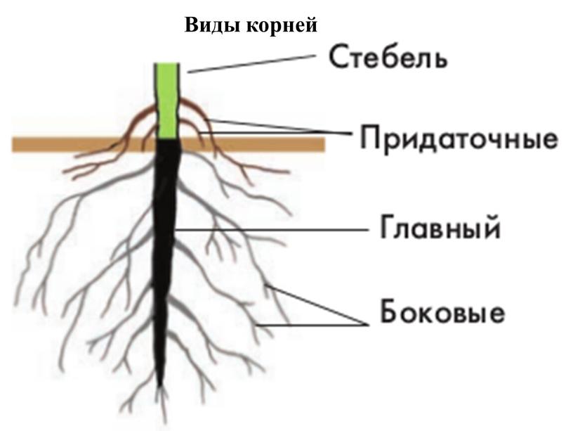 Виды корней