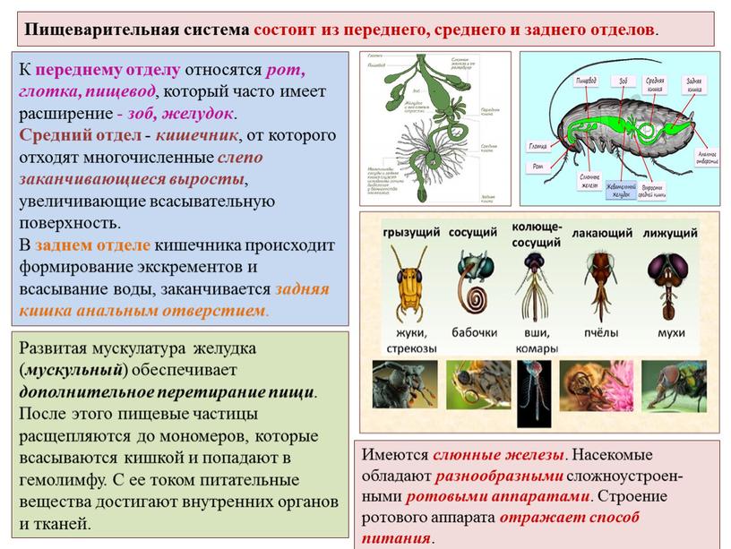 Пищеварительная система состоит из переднего, среднего и заднего отделов