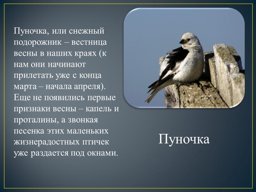 Пуночка, или снежный подорожник – вестница весны в наших краях (к нам они начинают прилетать уже с конца марта – начала апреля)