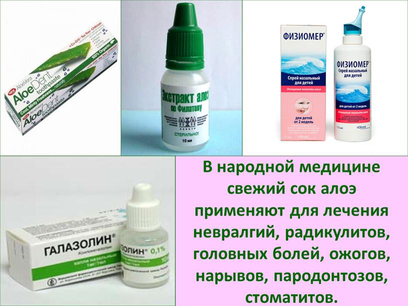 В народной медицине свежий сок алоэ применяют для лечения невралгий, радикулитов, головных болей, ожогов, нарывов, пародонтозов, стоматитов