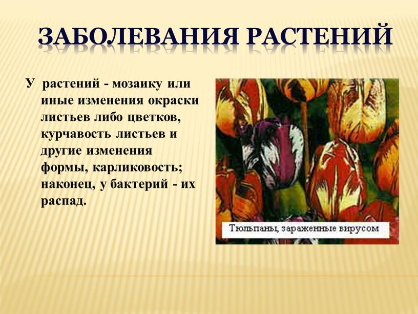 Заболевания растений У растений - мозаику или иные изменения окраски листьев либо цветков, курчавость листьев и другие изменения формы, карликовость; наконец, у бактерий - их…