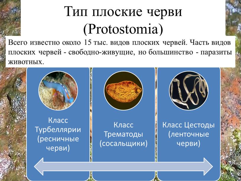 Тип плоские черви (Protostomia)