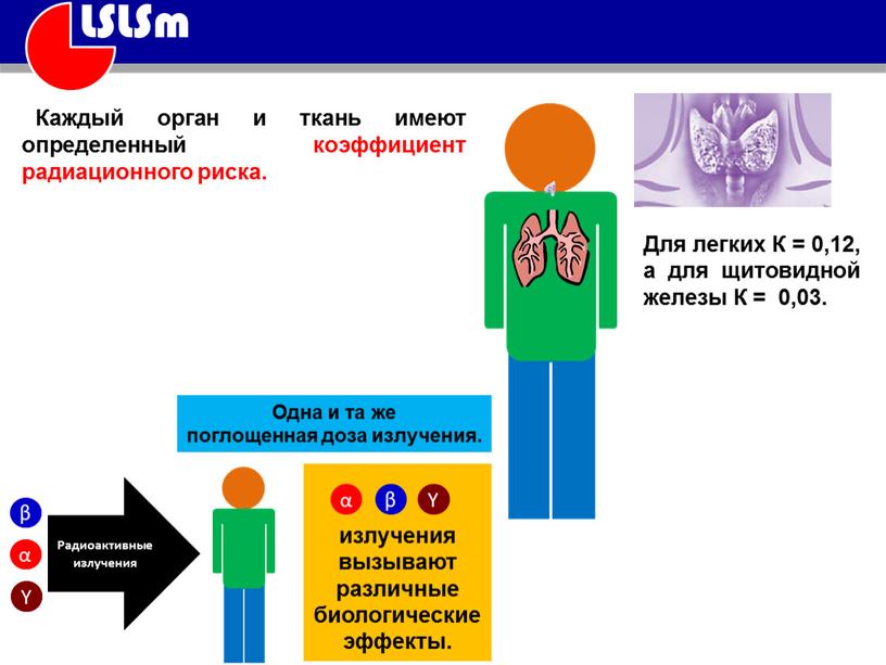 Каждый орган и ткань имеют определенный коэффициент радиационного риска