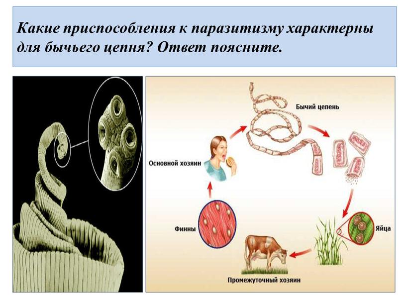 Какие приспособления к паразитизму характерны для бычьего цепня?