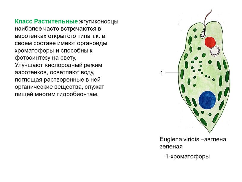 Класс Растительные жгутиконосцы наиболее часто встречаются в аэротенках открытого типа т