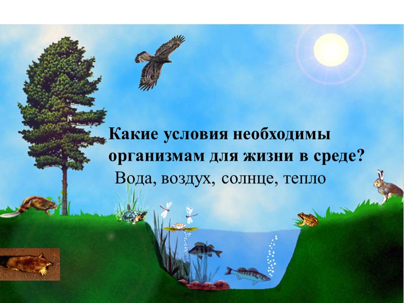 Какие условия необходимы организмам для жизни в среде?