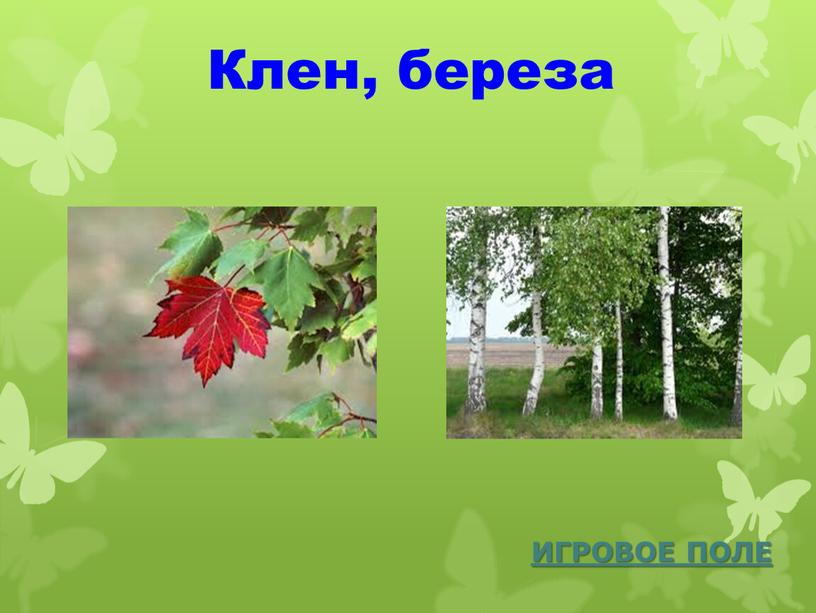 Клен, береза ИГРОВОЕ ПОЛЕ