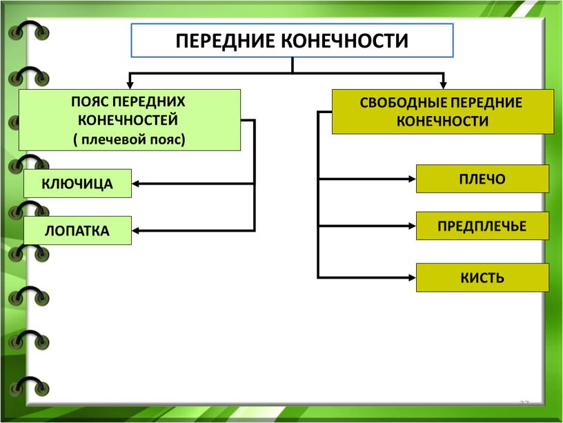 ПЕРЕДНИЕ КОНЕЧНОСТИ ПОЯС ПЕРЕДНИХ