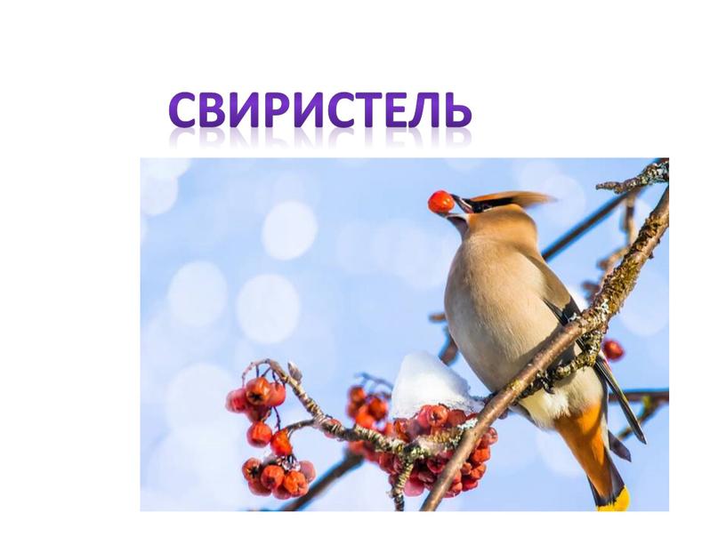 свиристель