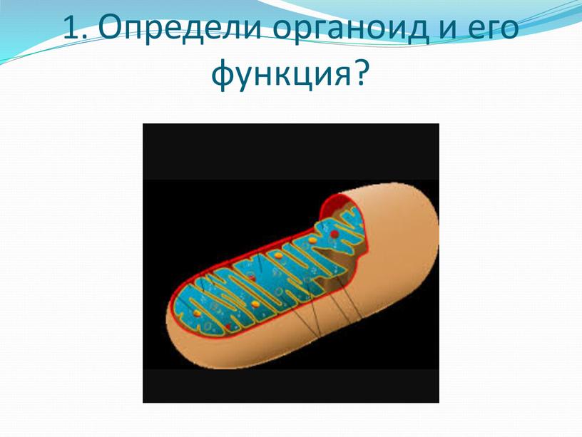 Определи органоид и его функция?