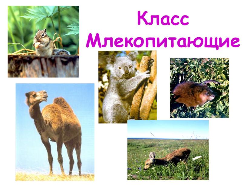 Класс Млекопитающие